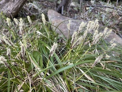 Carex picta