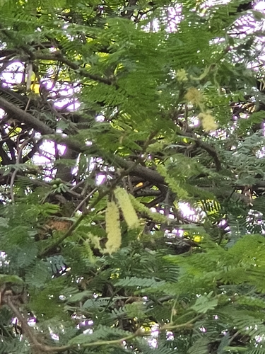 Neltuma juliflora (Neltuma juliflora)