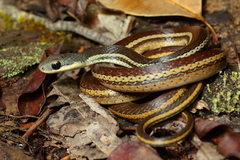 Thamnosophis lateralis