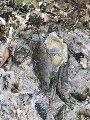 Callinectes sapidus