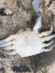 Callinectes sapidus