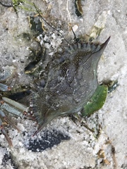 Callinectes sapidus