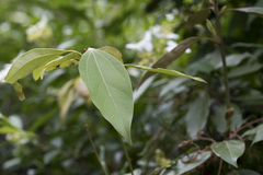 Neolitsea aurata, photograph (c) Licheng Shih, some rights reserved (CC BY)