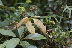 Neolitsea aurata, photograph (c) Licheng Shih, some rights reserved (CC BY)