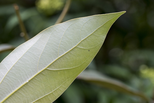 Neolitsea aurata, photograph 4