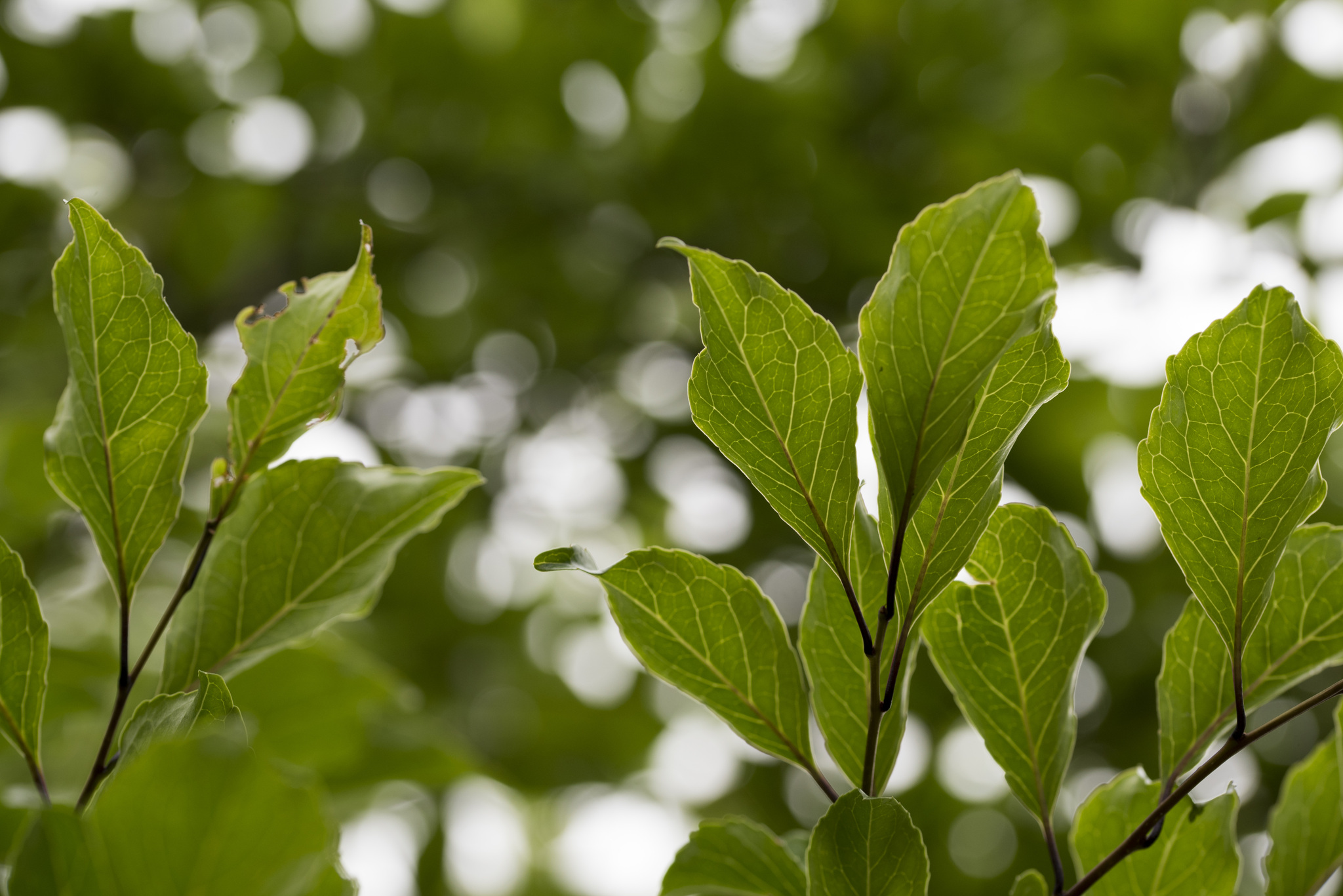 Imagem de Ilex kusanoi