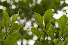 Ilex kusanoi, photograph (c) Licheng Shih, some rights reserved (CC BY)