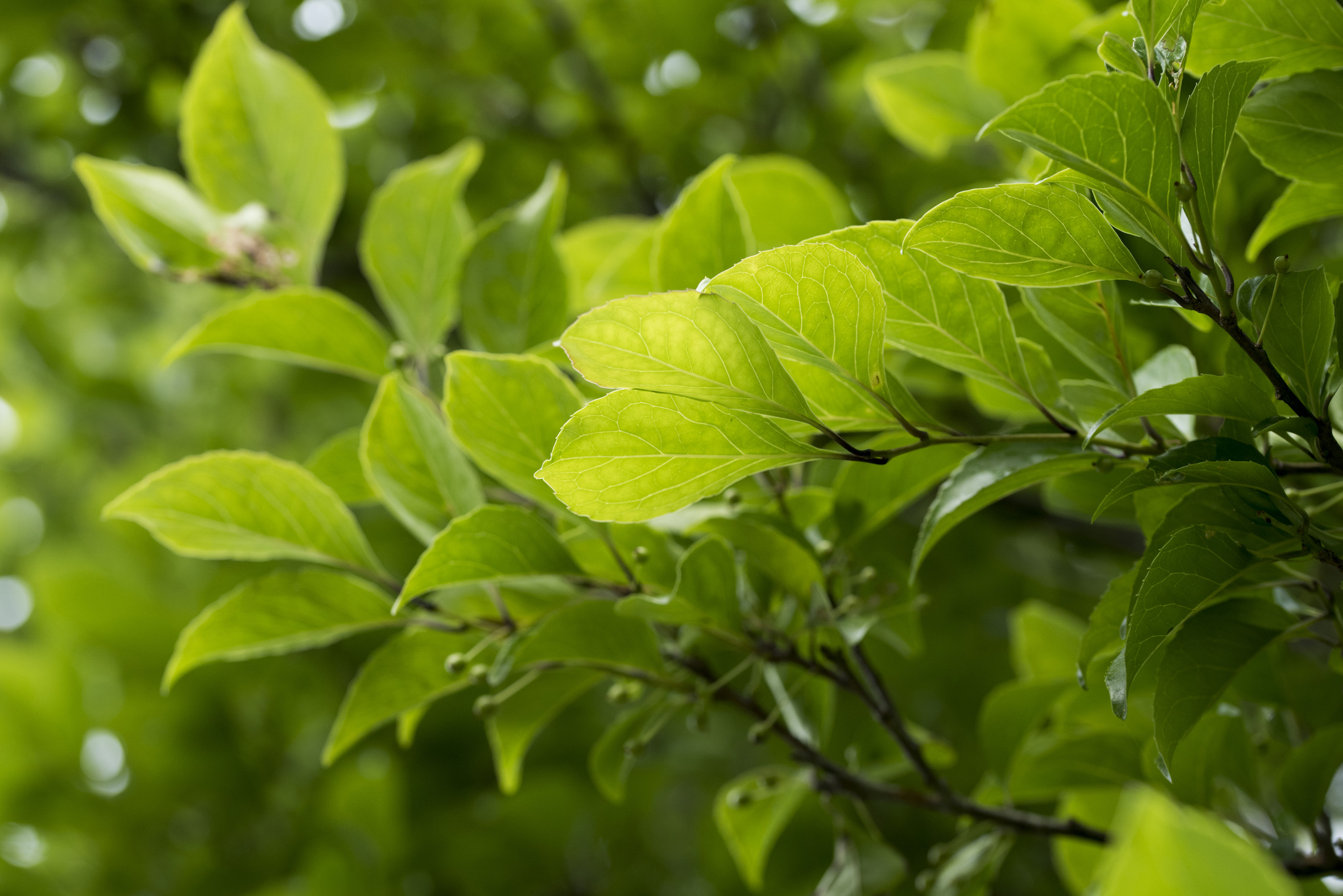 Imagem de Ilex kusanoi