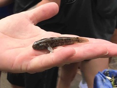 Bathygobius soporator