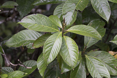 Symplocos cochinchinensis