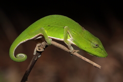 Short-Nosed Chameleon photo 5