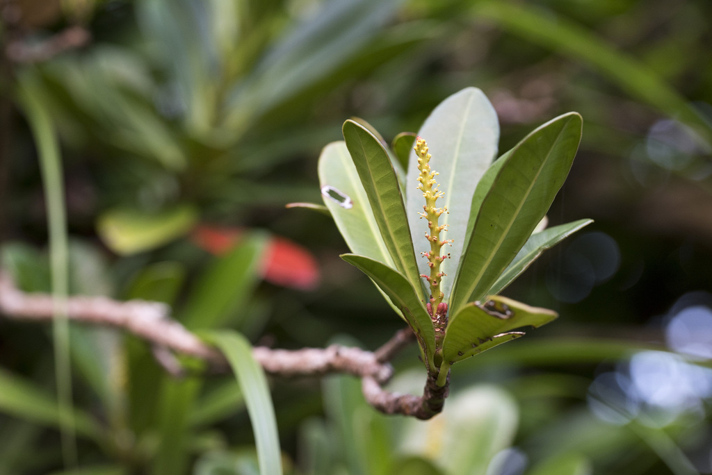 Excoecaria kawakamii; photograph (c) Licheng Shih, some rights reserved (CC BY)