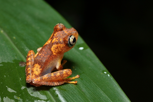 Boophis pyrrhus Glaw, Vences, Andreone & Vallan, 2001