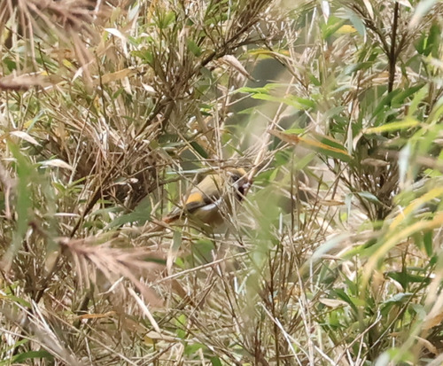 Golden Parrotbill (Suthora verreauxi), photo 10