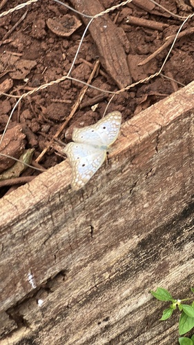 White Peacock
