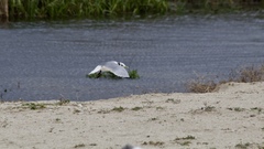 Rissa tridactyla pollicaris