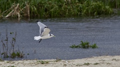 Rissa tridactyla pollicaris