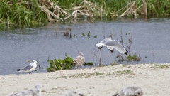 Rissa tridactyla pollicaris