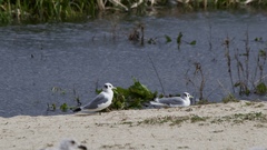 Rissa tridactyla pollicaris