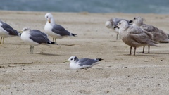 Rissa tridactyla pollicaris