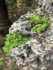 Sedum formosanum