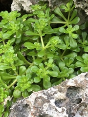 Sedum formosanum