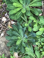 Crepidiastrum lanceolatum