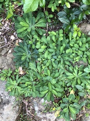 Crepidiastrum lanceolatum