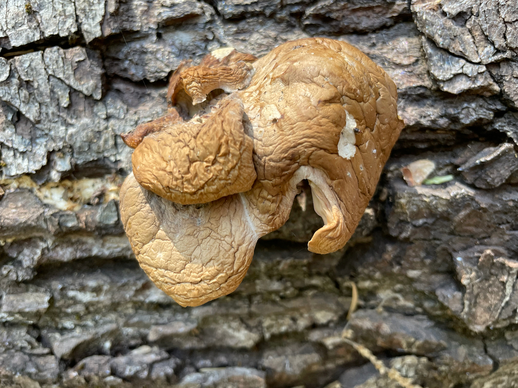 Pleurotus ostreatus · March 2026 · photo: © markvalen (iNaturalist, cc-by)