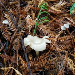 Clitocybe semiocculta