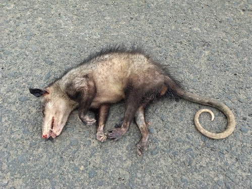 Southern Opossum
