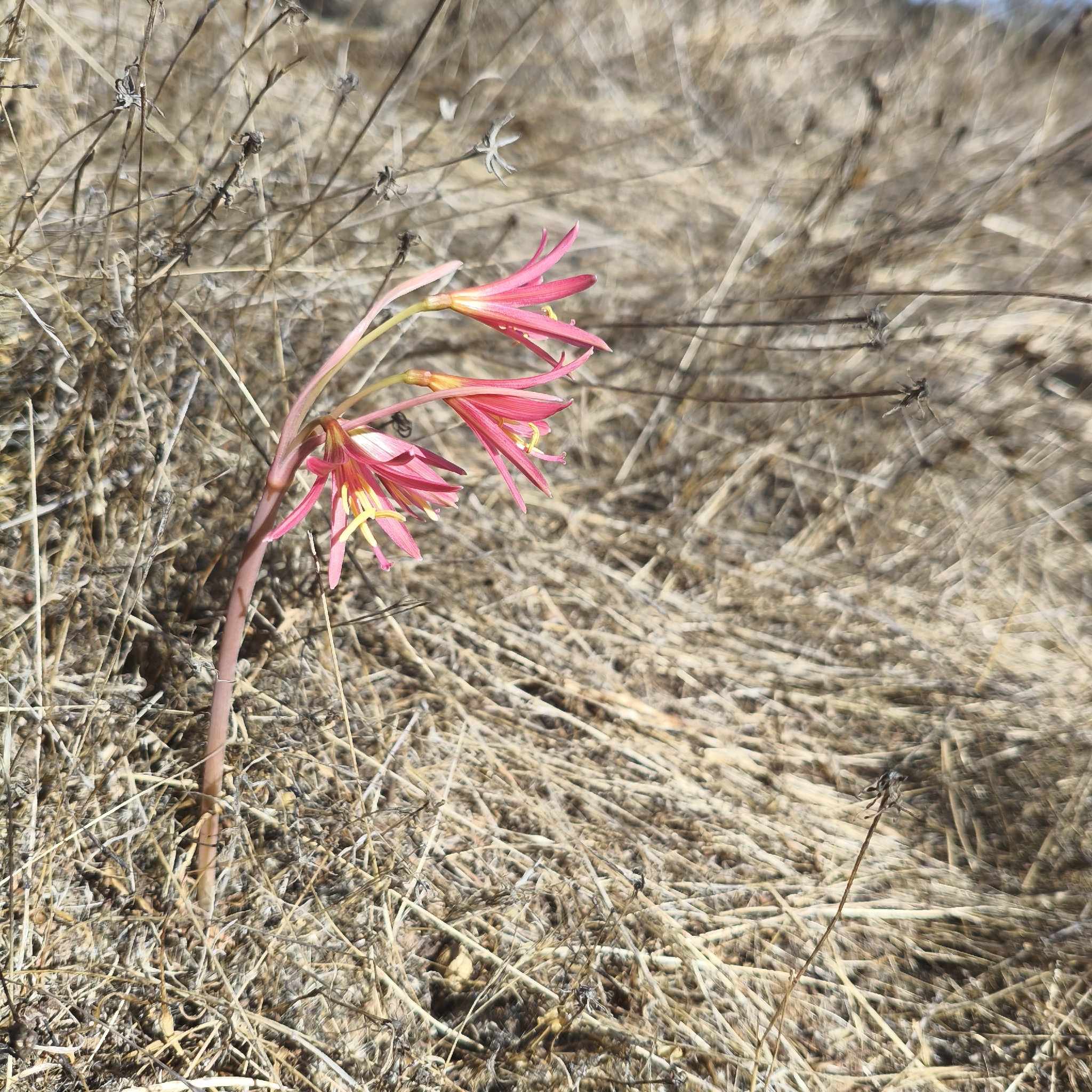 Chilean Lilly (Zephyranthes advena)