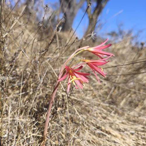 Zephyranthes advena, photograph 2