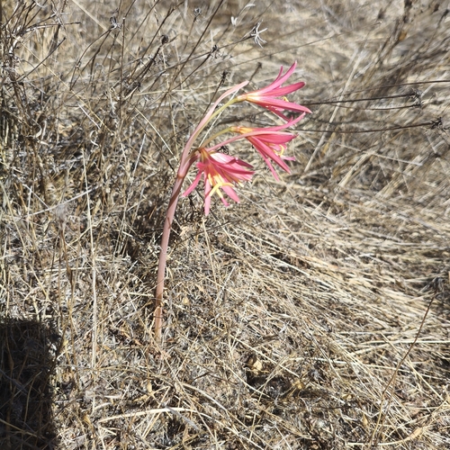 Zephyranthes advena, photograph 3