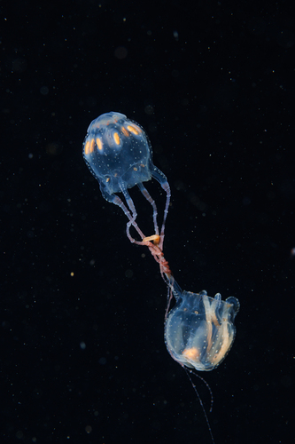 Copula sivickisi observed 2026-03-28