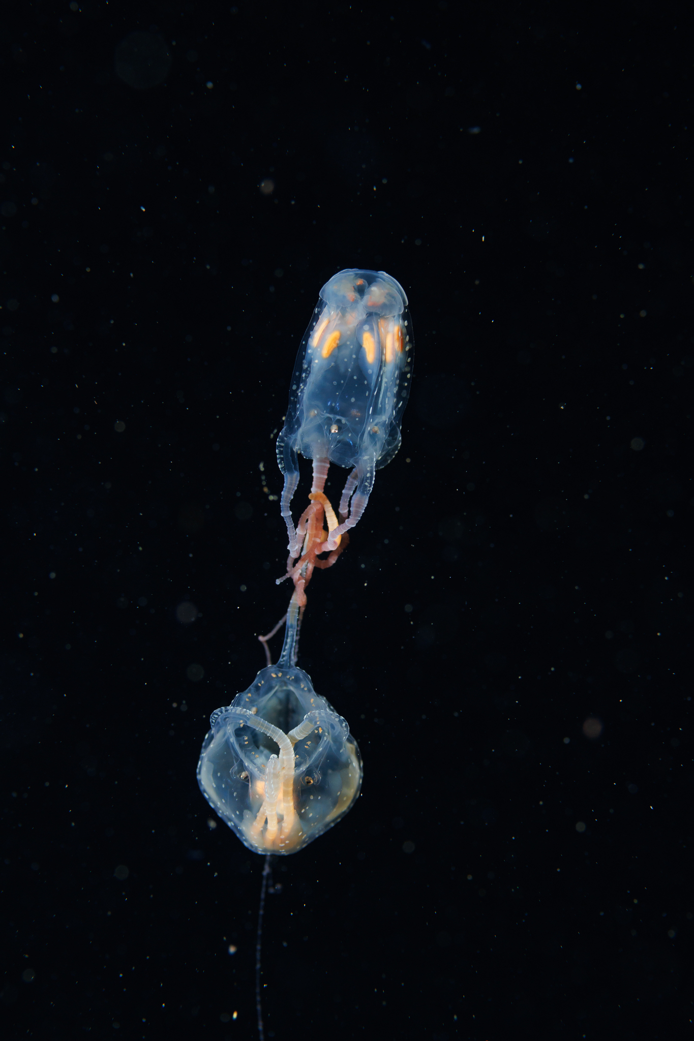 Copula sivickisi (Stiasny, 1926)