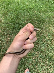 Ophisaurus ventralis image