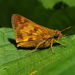 Peck's Skipper - Photo (c) Katja Schulz, some rights reserved (CC BY)