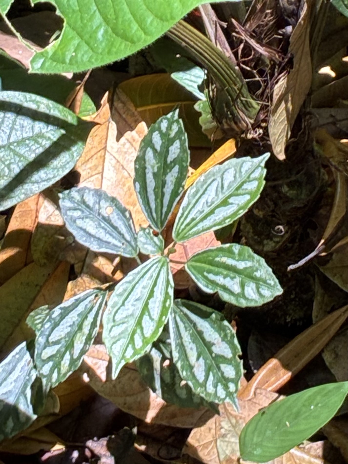 Aluminium Plant (Pilea cadierei)