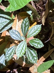 Plante Aluminium (Pilea cadierei)