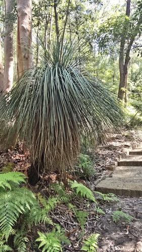 Broad-leafed Grasstree (Xanthorrhoea arborea)