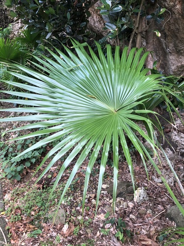 Livistona chinensis