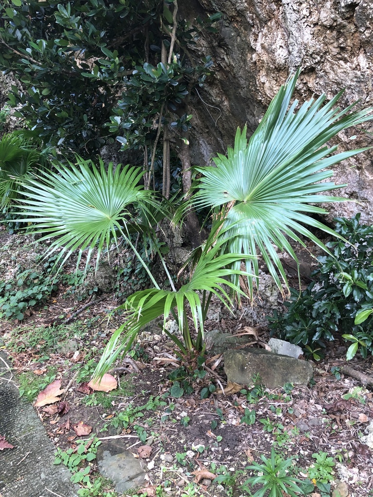 Chinese fan palm