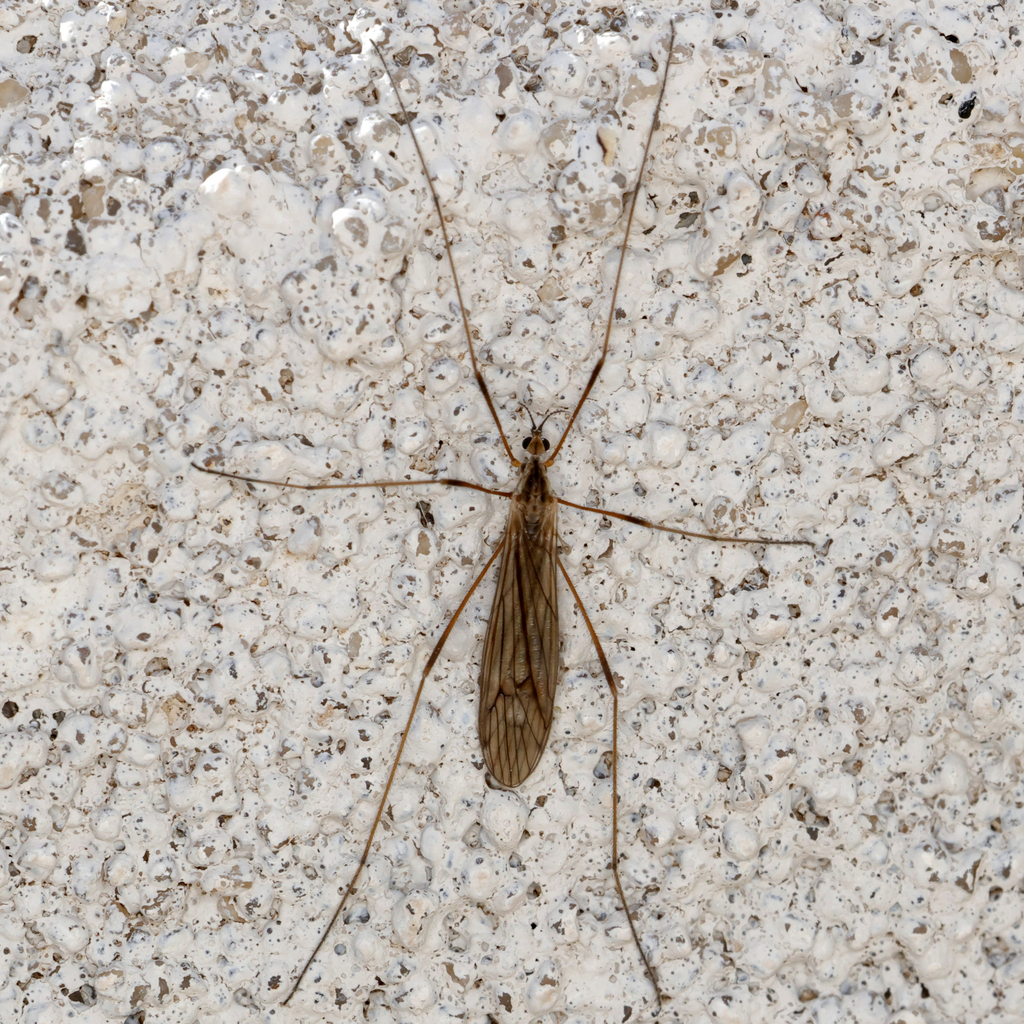 Crane fly