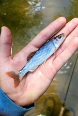 Whitetail Shiner photo 2