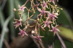 Licheng Shih, CC BY, iNaturalist via GBIF Vincetoxicum hirsutum, photograph Licheng Shih, CC BY, iNaturalist via GBIF