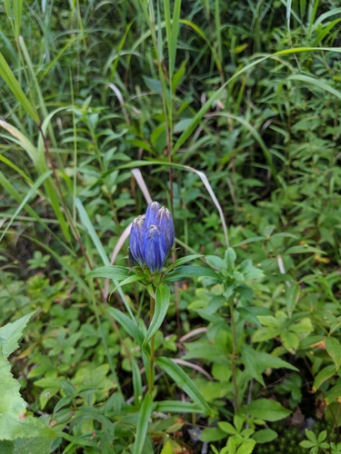 Narrowleaf Gentian (Gentiana linearis)
