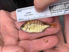 Archosargus rhomboidalis