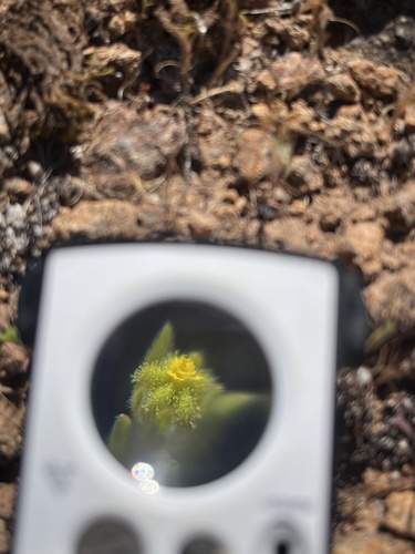 small tarweed (Madia exigua)