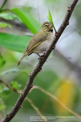 Tiaris olivaceus intermedius